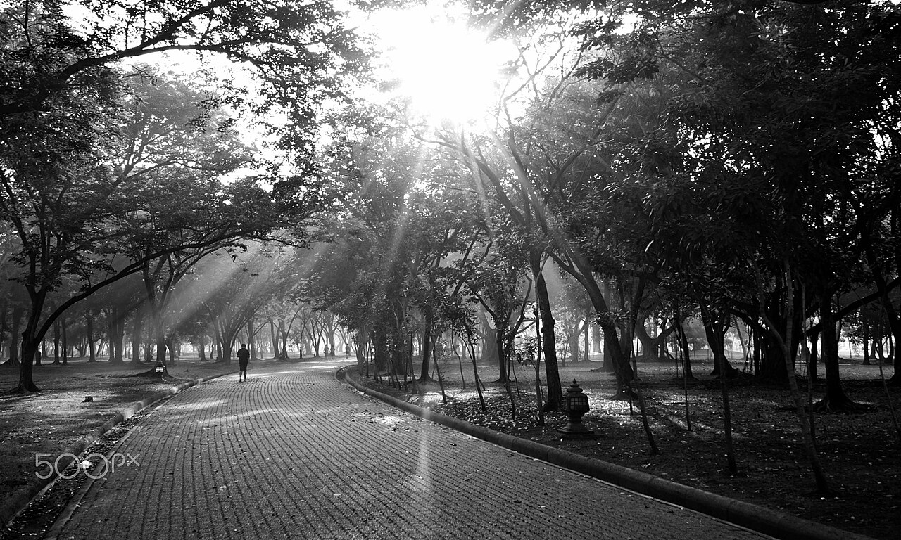 Person walking through a park in the morning sunlight